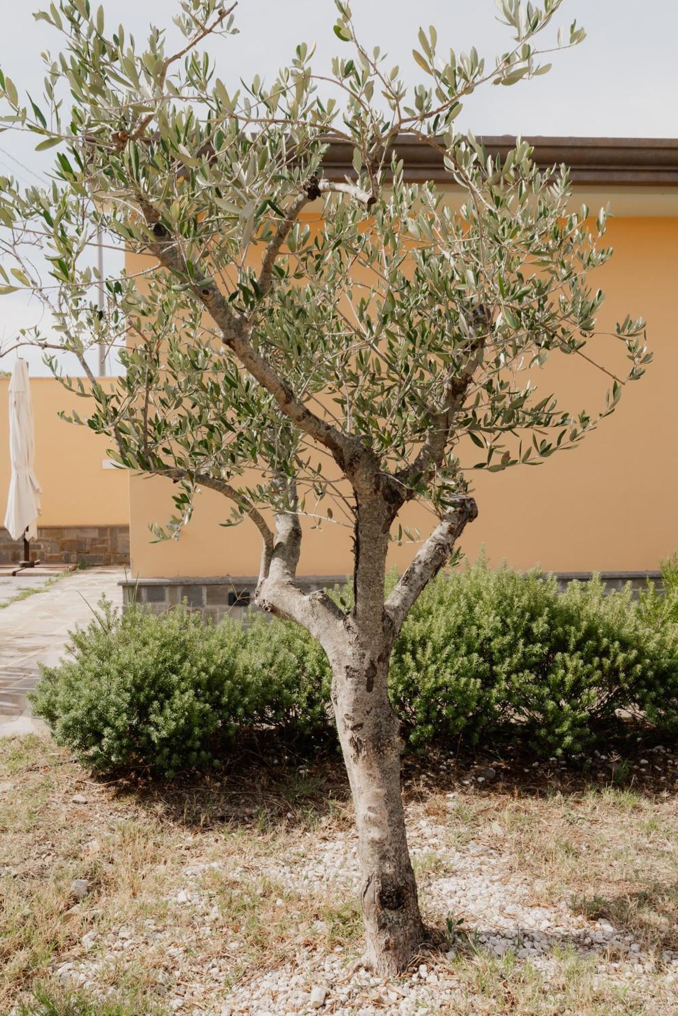 Villa L'Aia San Mauro Cilento Exterior foto